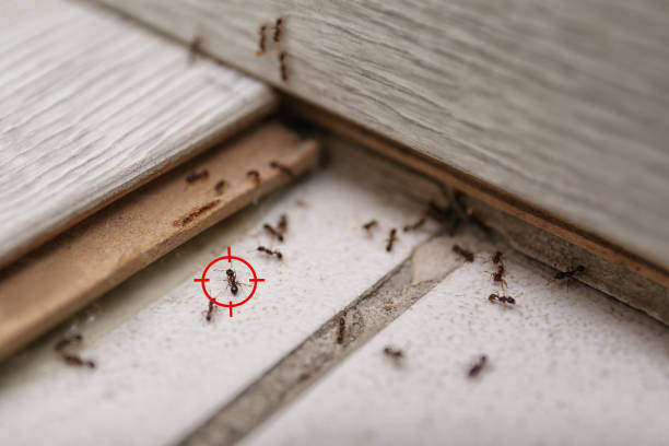 Best Pest Prevention Services  in Plainview, NY
