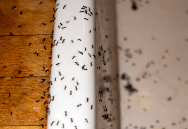 Pest Control for Restaurants in Plainview, NY