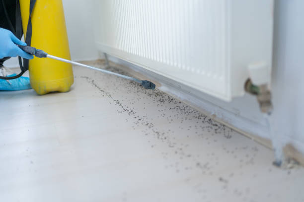 Trusted Plainview, NY Pest Control Experts