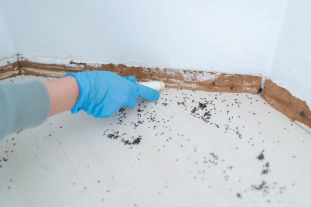 Insect Control in Plainview, NY